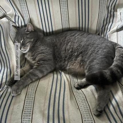 Photo 1/2 RAIMBAULT Chat lost in St antoine du rocher