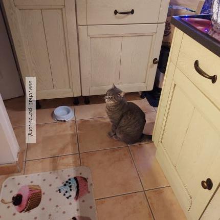 Photo 2/2 RAIMBAULT Chat lost in St antoine du rocher