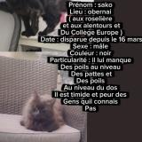 Picture of cat lost at Obernai