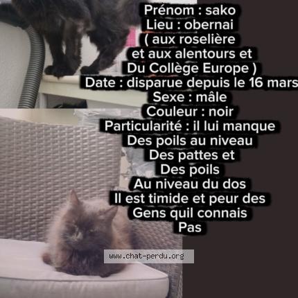 Photo 1/1 Sako Chat lost in Obernai