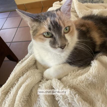 Photo 1/1 Plume Chat lost in Serpaize