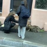 Picture of cat found at Belfort