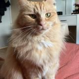 Picture of cat lost at Landouge