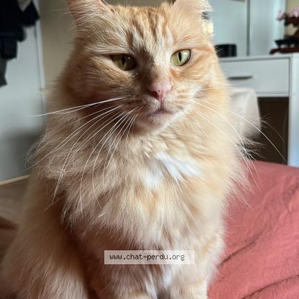 Photo 1/1 Pichpiche Chat lost in Landouge