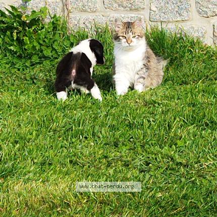 Photo 1/1 Lila Chat lost in Le mesnil gilbert