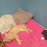 Picture of cat lost at Saint Nicolas En Foret Hayange