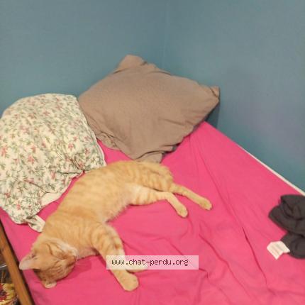 Photo 1/1 cookie Chat lost in Saint nicolas en foret hayange