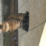 Picture of cat found at Deuil La Barre