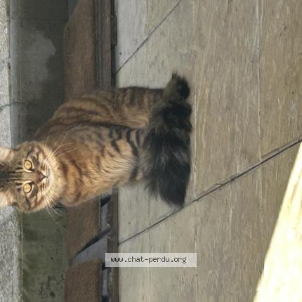 Photo 1/1 Found cat Found in Deuil la barre