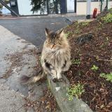 Picture of cat lost at Limoges