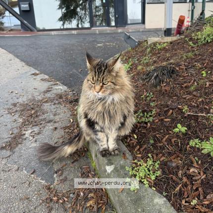 Photo 1/1 Nina Chat lost in Limoges