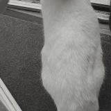 Picture of cat lost at Guilers