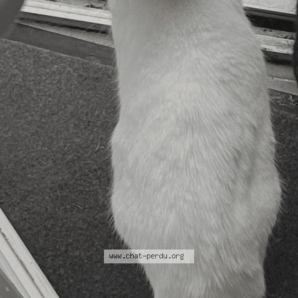 Photo 1/1 Plume Chat lost in Guilers