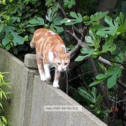 Photo 1/1 Chat Tertonn Chat lost in Argenteuil