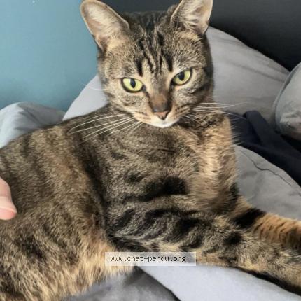 Photo 1/1 Frisquette Chat lost in Montigny en gohelle