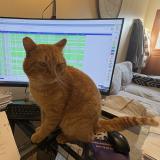 Picture of cat lost at Goussainville