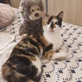 Picture of cat lost at Nice