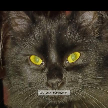 Photo 1/1 Oscar Chat lost in Vert saint denis