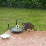 Picture of cat found at Plougastel Daoulas