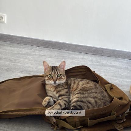 Photo 1/1 Max Chat lost in Toulouse