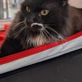 Picture of cat lost at Tourcoing