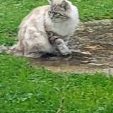 Picture of cat lost at Villeneuve Lot