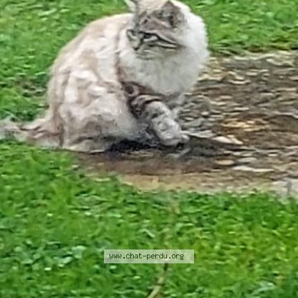 Photo 1/1 Jeny Chat lost in Villeneuve lot