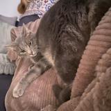 Picture of cat lost at Brandivy