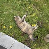 Picture of cat found at Liege