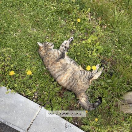 Photo 1/1 Found cat Found in Liege