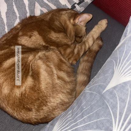 Photo 1/1 Found cat Found in Balla court sur essonne