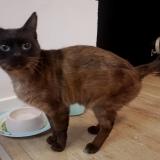 Picture of cat found at Bagneux