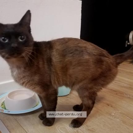 Photo 1/1 Found cat Found in Bagneux