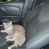 Picture of cat lost at Nice