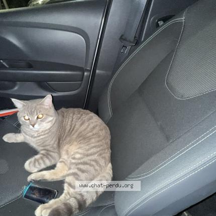 Photo 1/1 Julio Chat lost in Nice