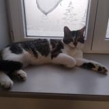 Picture of cat lost at Bessenay