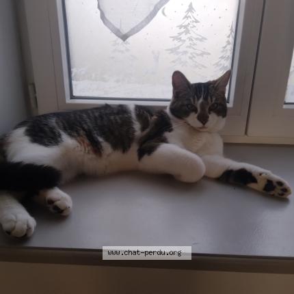 Photo 1/3 Athos Chat lost in Bessenay