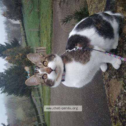 Photo 3/3 Athos Chat lost in Bessenay