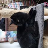 Picture of cat lost at Uccle