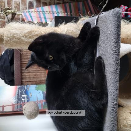 Photo 1/1 Romulus Chat lost in Uccle