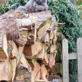 Picture of cat found at Bousseviller