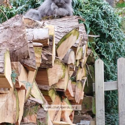 Photo 1/2 Found cat Found in Bousseviller