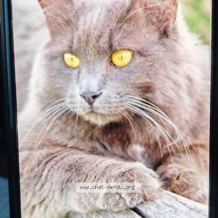 Photo 2/2 Found cat Found in Bousseviller