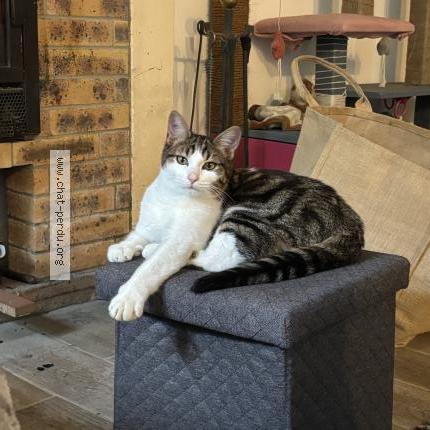 Photo 1/1 Aston Chat lost in Taillebourg