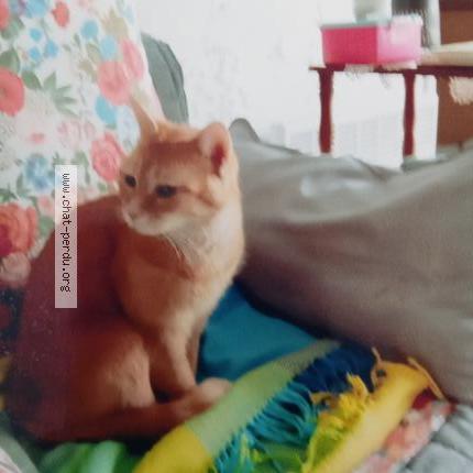 Photo 1/1 Cannelle Chat lost in Trelissac