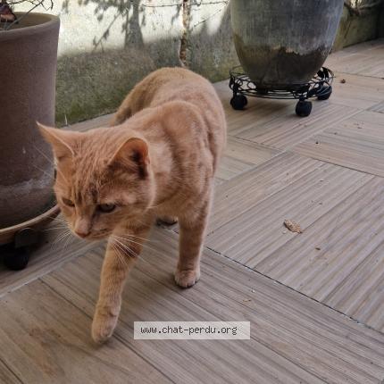 Photo 1/1 Found cat Found in Amiens