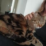 Picture of cat found at Villeneuve Tolosane