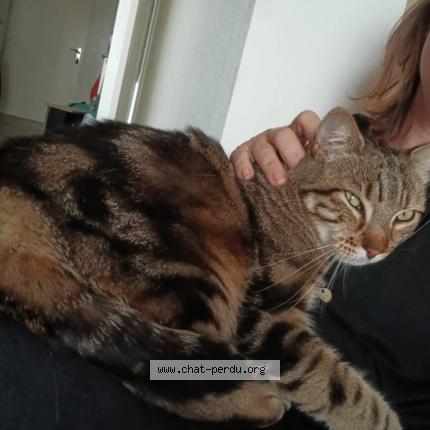 Photo 1/1 Found cat Found in Villeneuve tolosane