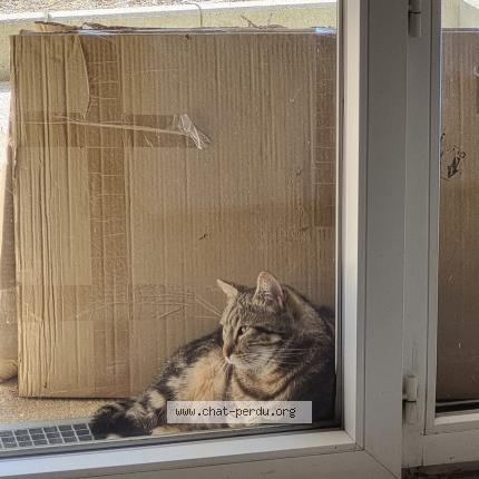 Photo 1/2 Found cat Found in Villeneuve tolosane