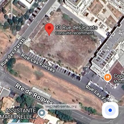 Photo 3/3 Found cat Found in Villeneuve tolosane